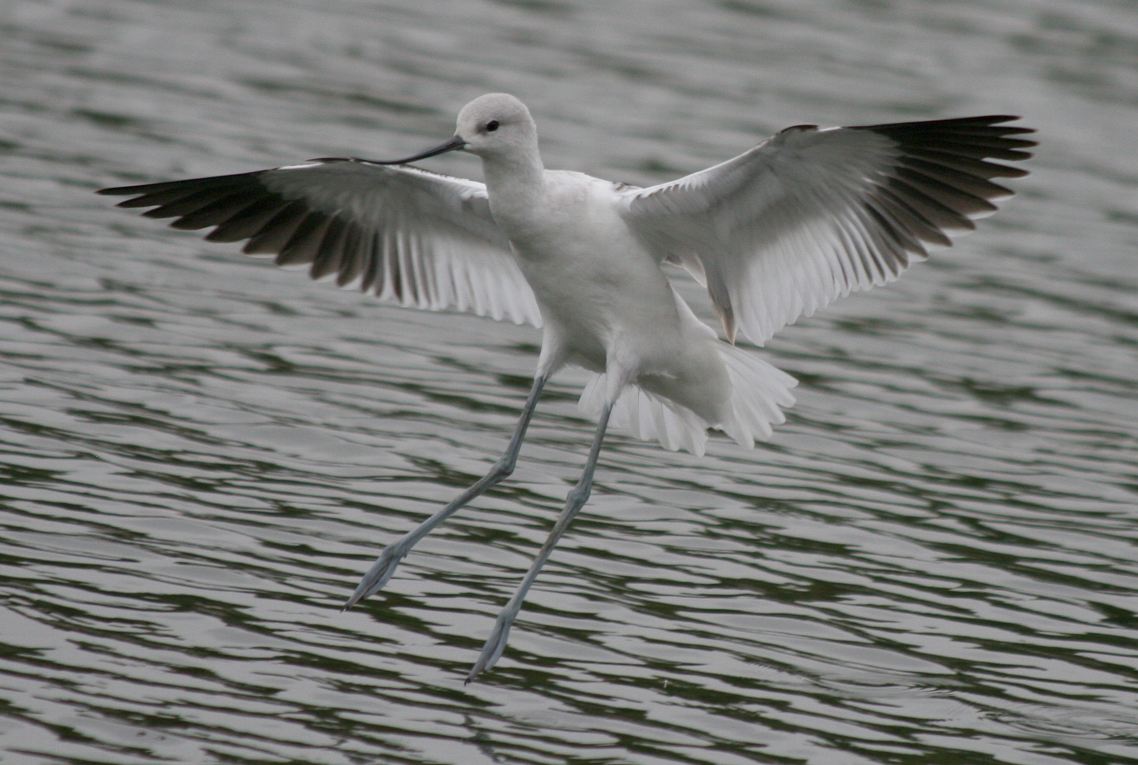 American Avocet, Recurvirostra americana